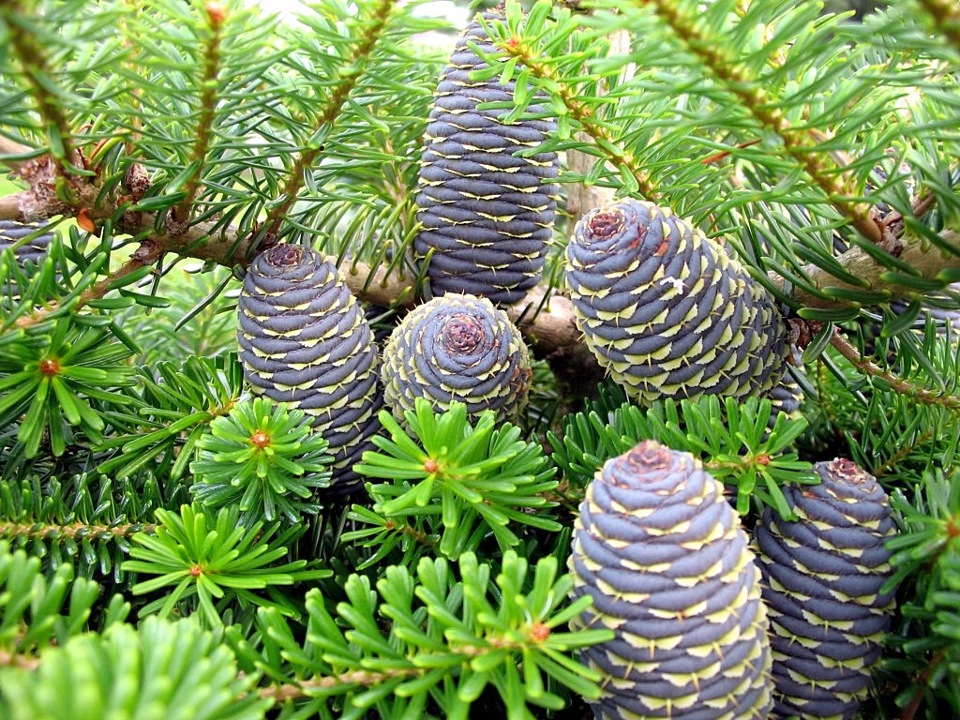 Гималайский кедр шишки. Гималайский кедр шишки. Кедр гималайский хвоя. Сосна кедровая сибирская. Хвойные растения кедр.