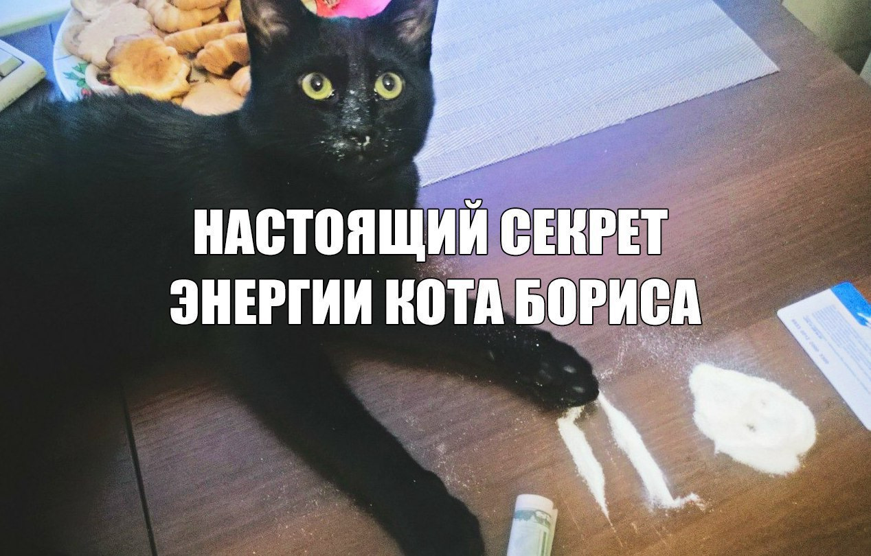 Мой кот хохол картинка