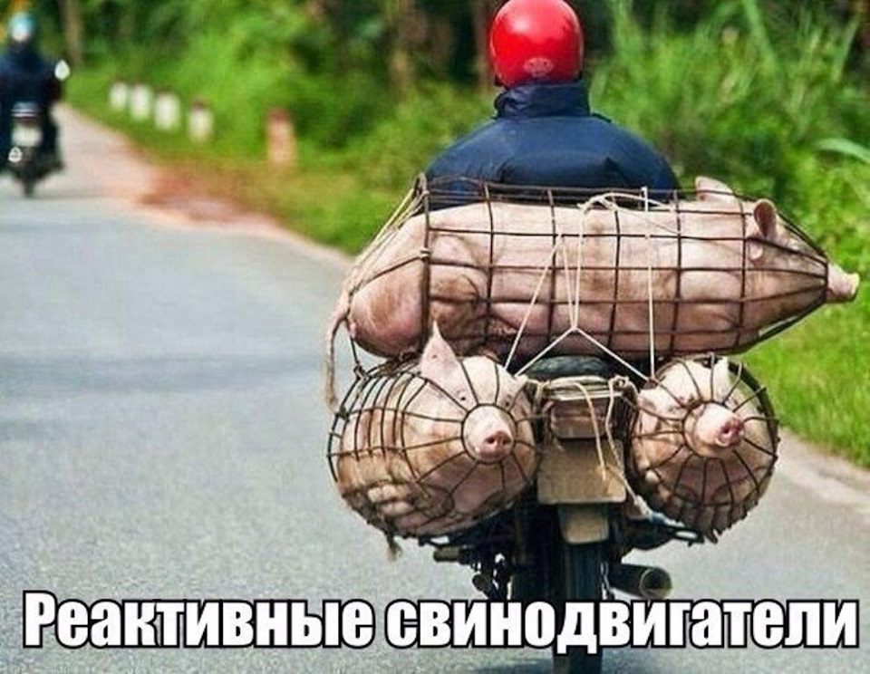 Царь бiмба. Украинская Бимба свинья. Украинский