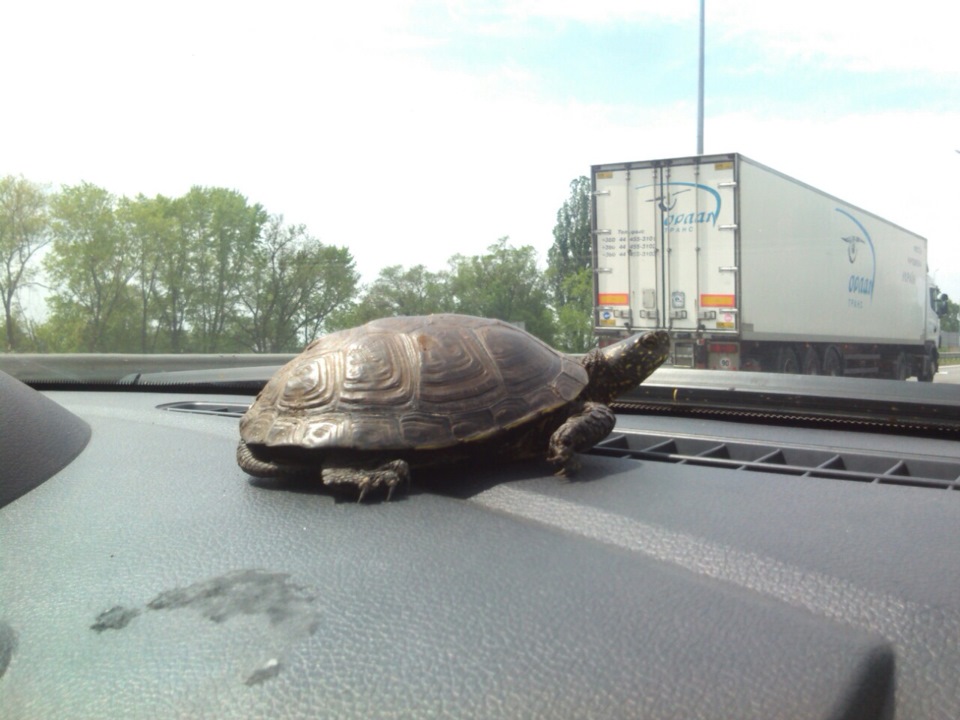 Turtle forward. Черепаха дорожная. Машина черепаха. Черепаха на шоссе. Черепашки на дорогах в Дагестане.