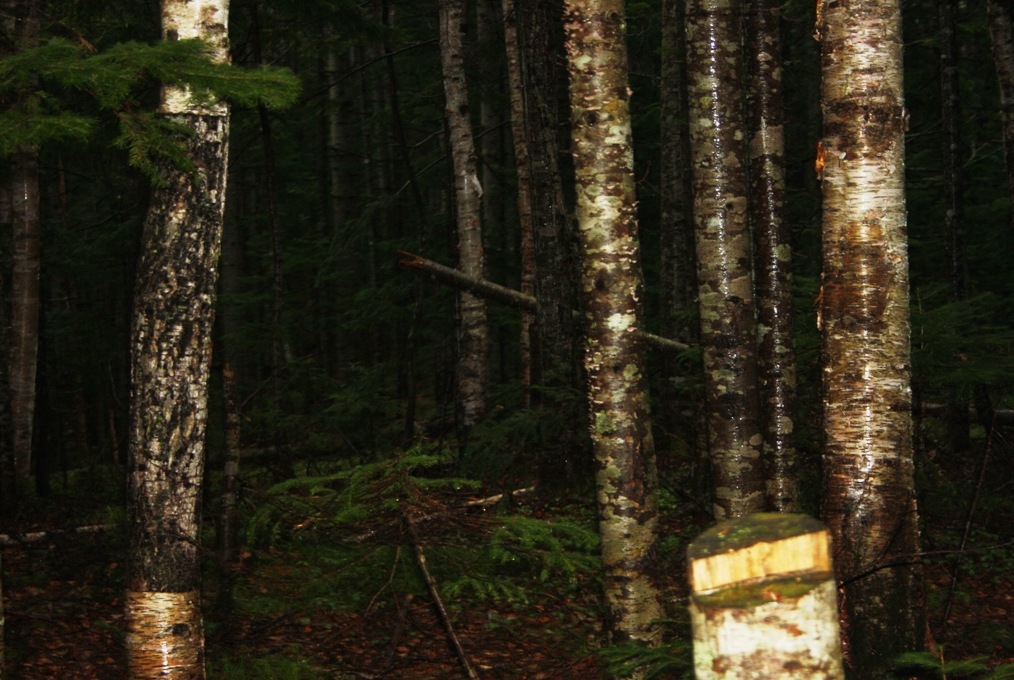 Фото в бортжурнале Nissan Safari (Y60)