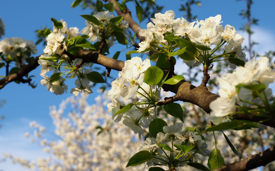 Расцветали яблони и груши — Сообщество «Фотоальбом Драйва: Мобилография ...