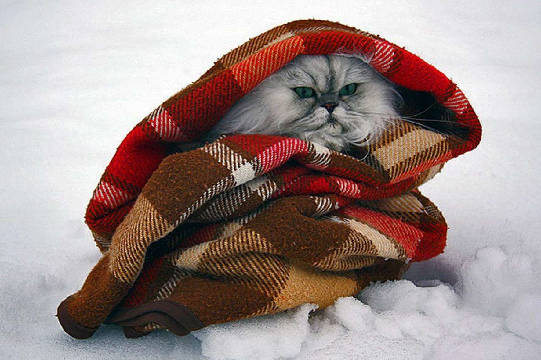 Одеваться тепло надо. Тепло одетый кот. Укутанная в плед. Укутаться шарфом. Котик в шарфике зимой.