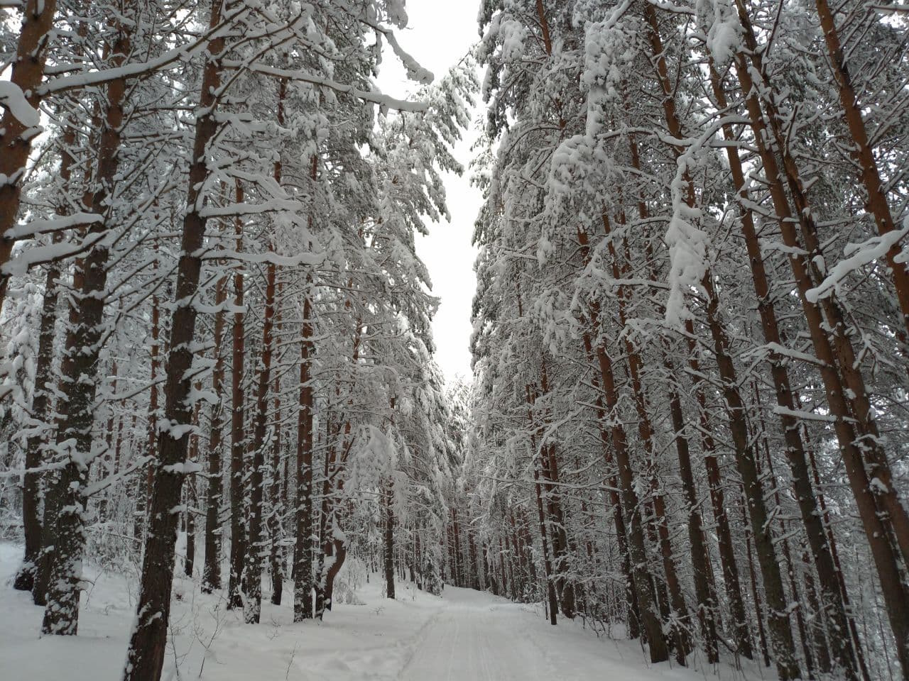 Лес звенит