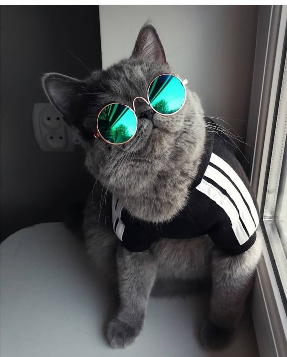 Фотки котов на аватарку