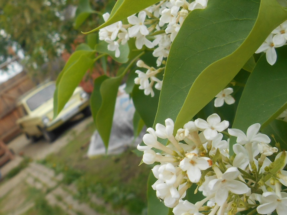 холостой — ЗАЗ 968, 1,2 л., 1975 года | наблюдение | DRIVE2