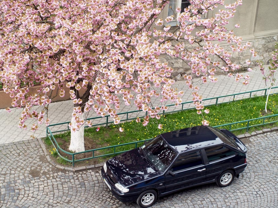 сакура тачка. тойота супра япония сакура. Nissan silvia s13 сакура. сакура в грозном. стэнс сакура.