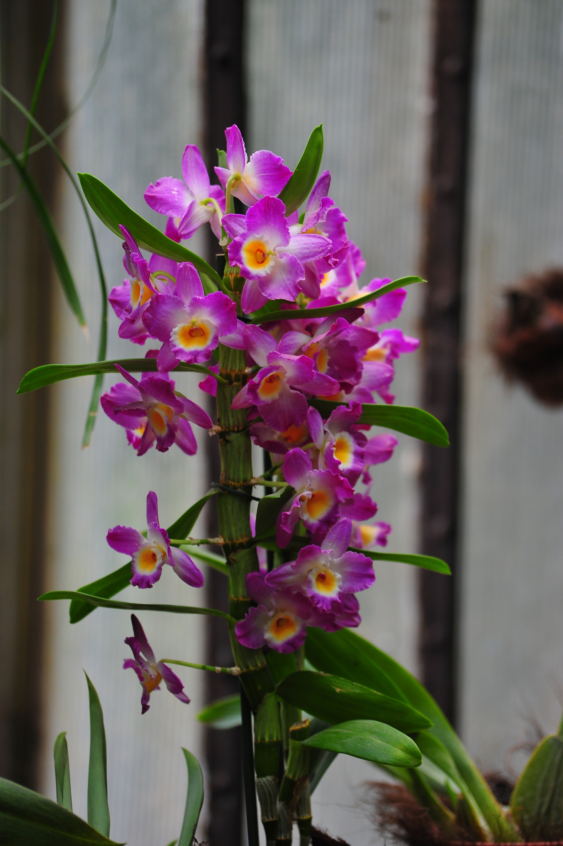 виды орхидей фото и названия по листьям