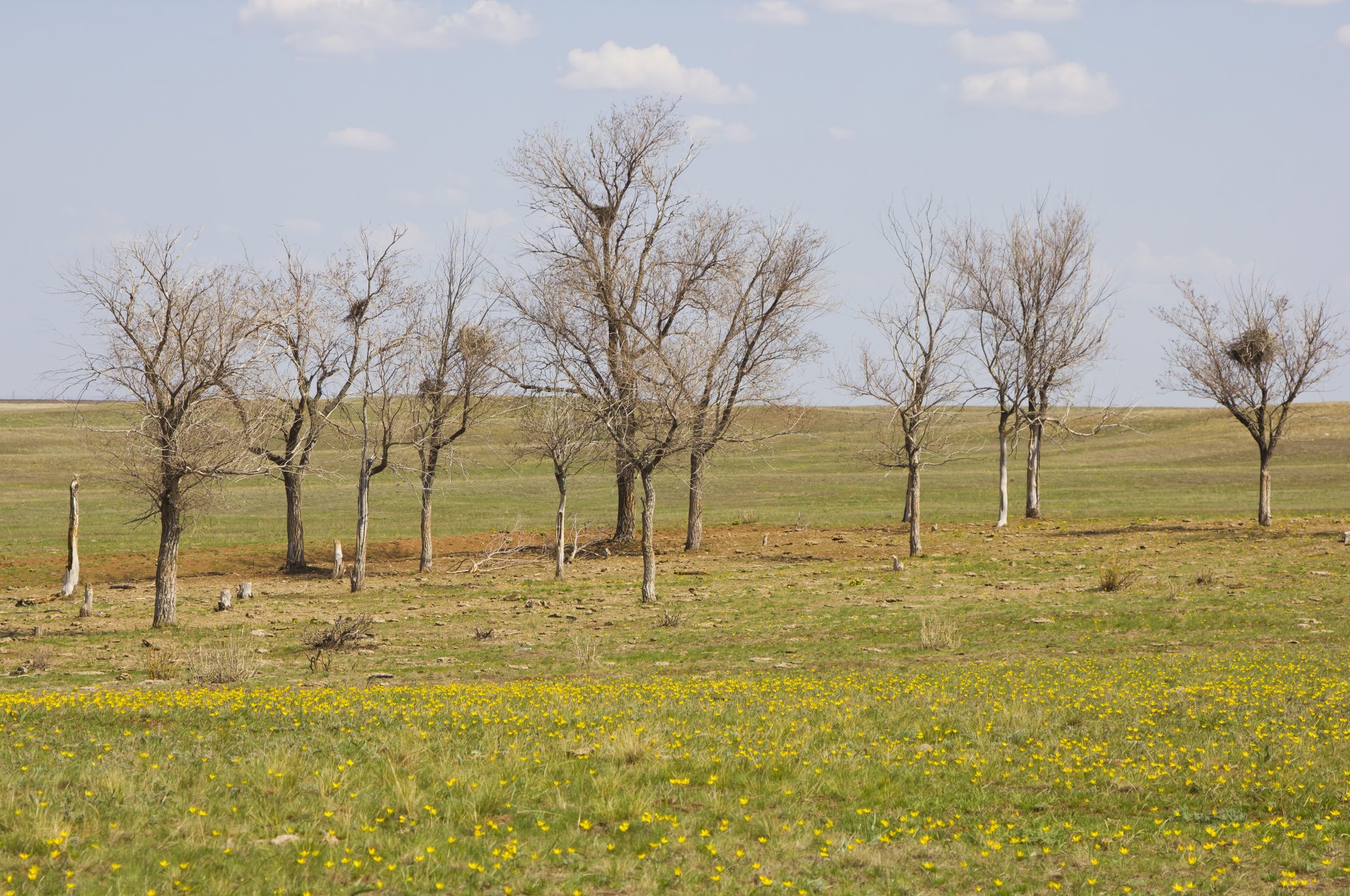 деревья оренбургской области фото