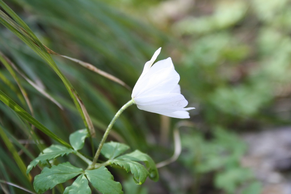 День второй, романтика и подснежники! Их там не реально много! — УАЗ Patriot