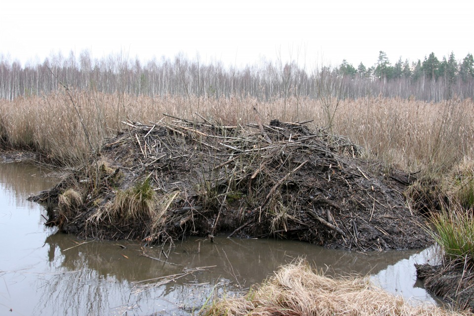 Хатка бобра фото в разрезе