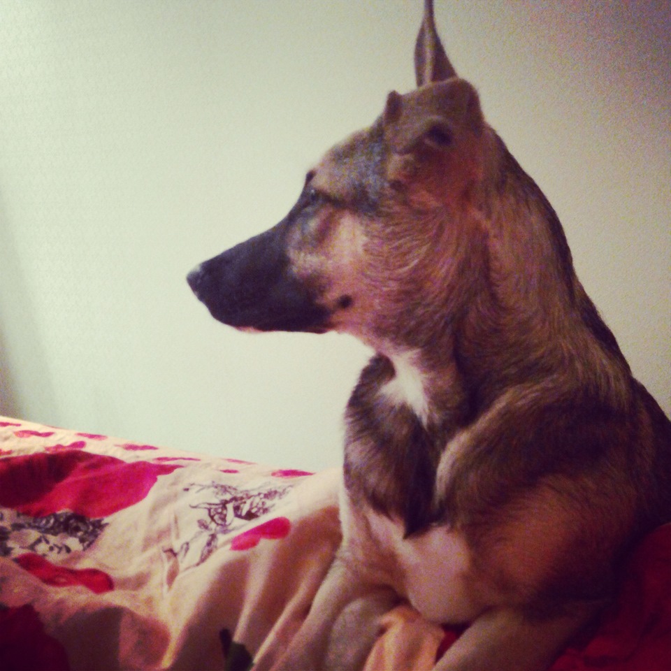 Сдвижные задние форточки или как собаке ездить на заднем диване — Lada ...