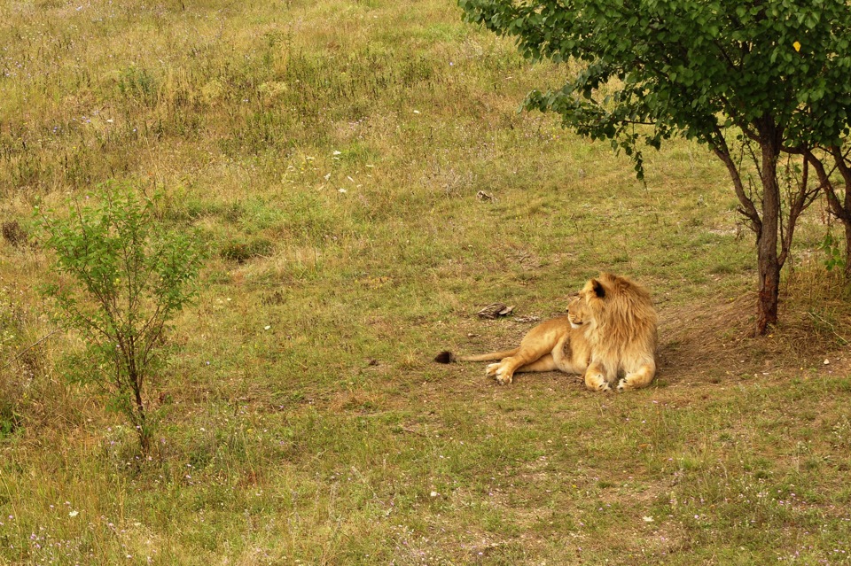 Фото в бортжурнале Subaru Impreza (GC/GF)
