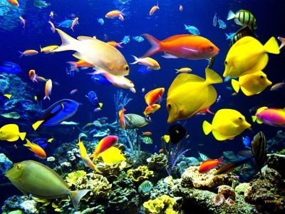 чего мало в море. Смотреть фото чего мало в море. Смотреть картинку чего мало в море. Картинка про чего мало в море. Фото чего мало в море