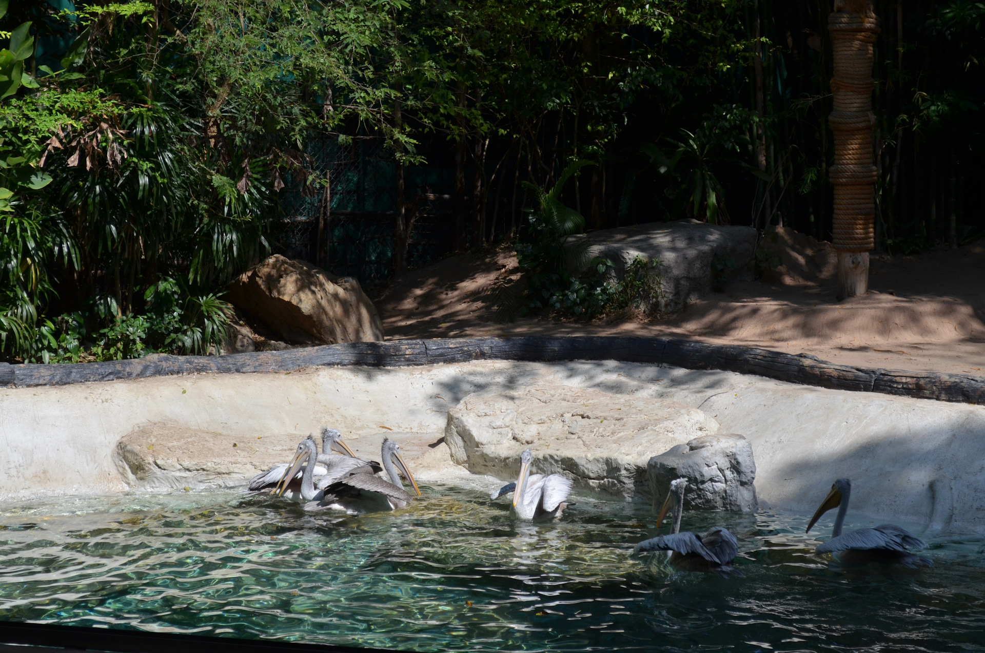 Khao kheow zoo. Кхао Кхео Паттайя. Зоопарк Паттайя. Зоопарк в Тайланде Паттайя Кхао Кхео. Ферма морских черепах Кхао лак.