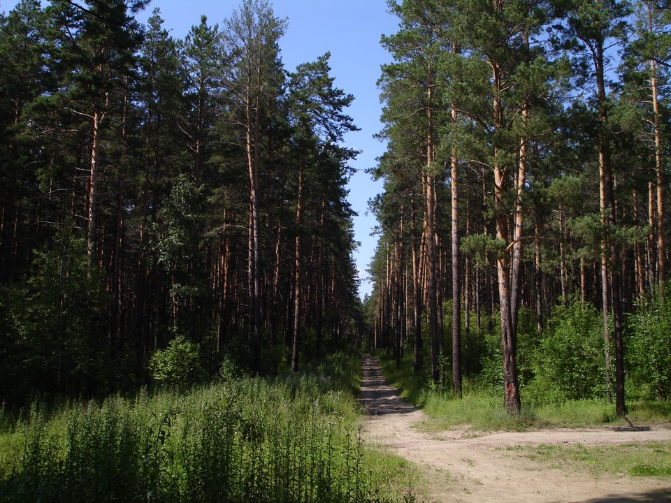 Новосибирск природа. Окрестности Новосибирска природа. Многообразие природы Новосибирск. Новосибирск природа и облик города. Горы в Бердске.