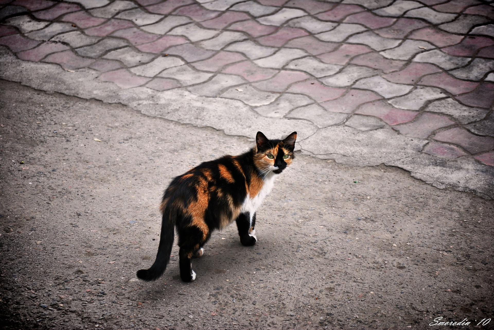 Звуки гуляющих котов. Кошка гуляет. Кошки которые гуляют. Кот и кошка гуляют. Кошка гуляет сама по себе фото.