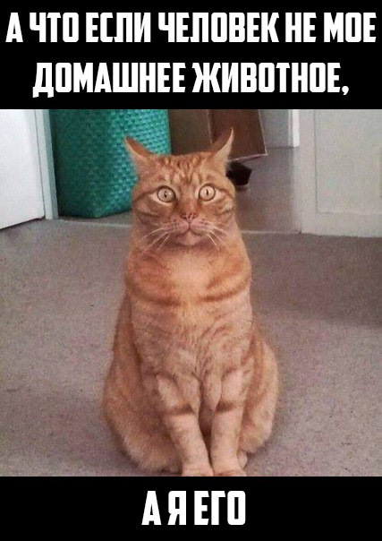 Английский мем с котом