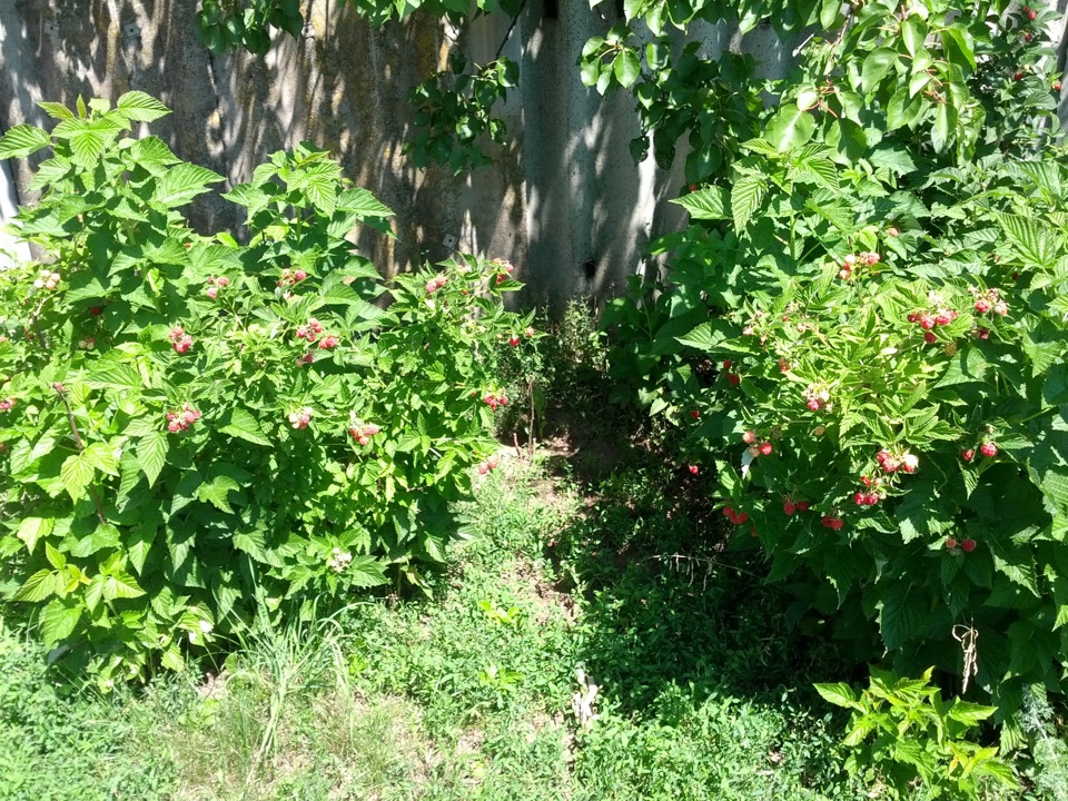 Поездка за малиной, или Башнефть vs ТНК — Lada Гранта, 1,6 л, 2013 года ...