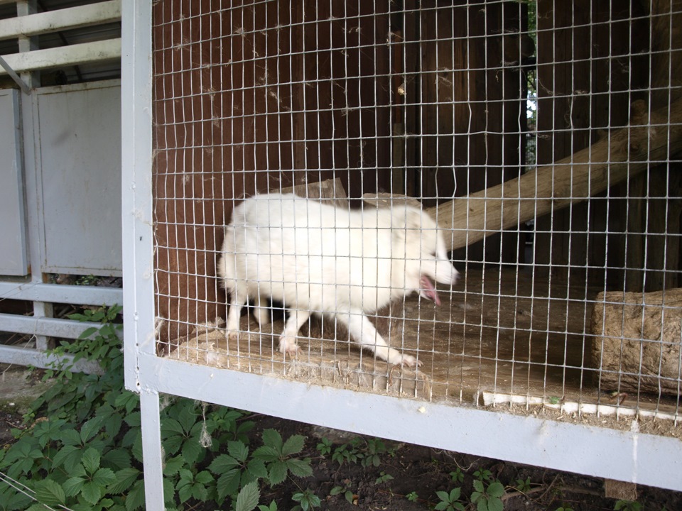 Поход в зоопарк (Часть 1) — DRIVE2