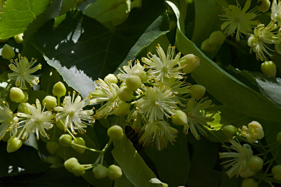 Unter_den_Linden или "ДЖИМНИ, утонувший и цветах" — Suzuki Jimny, 1,3 л ...