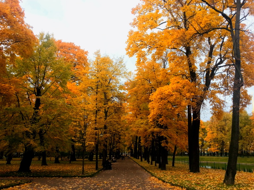 Коллаж на тему осень. Красивые осенние листья. Фотосессия подружек на природе. Красивое осеннее дерево. Осенняя прогулка.