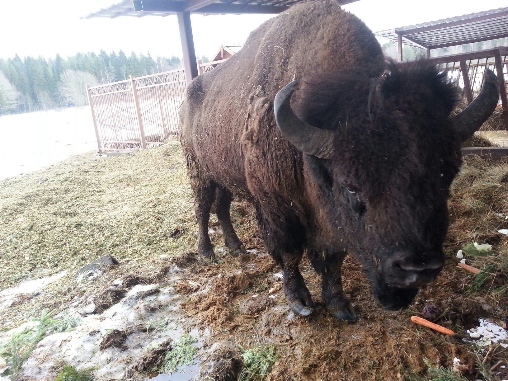 5. Степной бизон. Мотокультиватор crosser cr-k1. Зубры в самарской луке. Зубровый питомник.