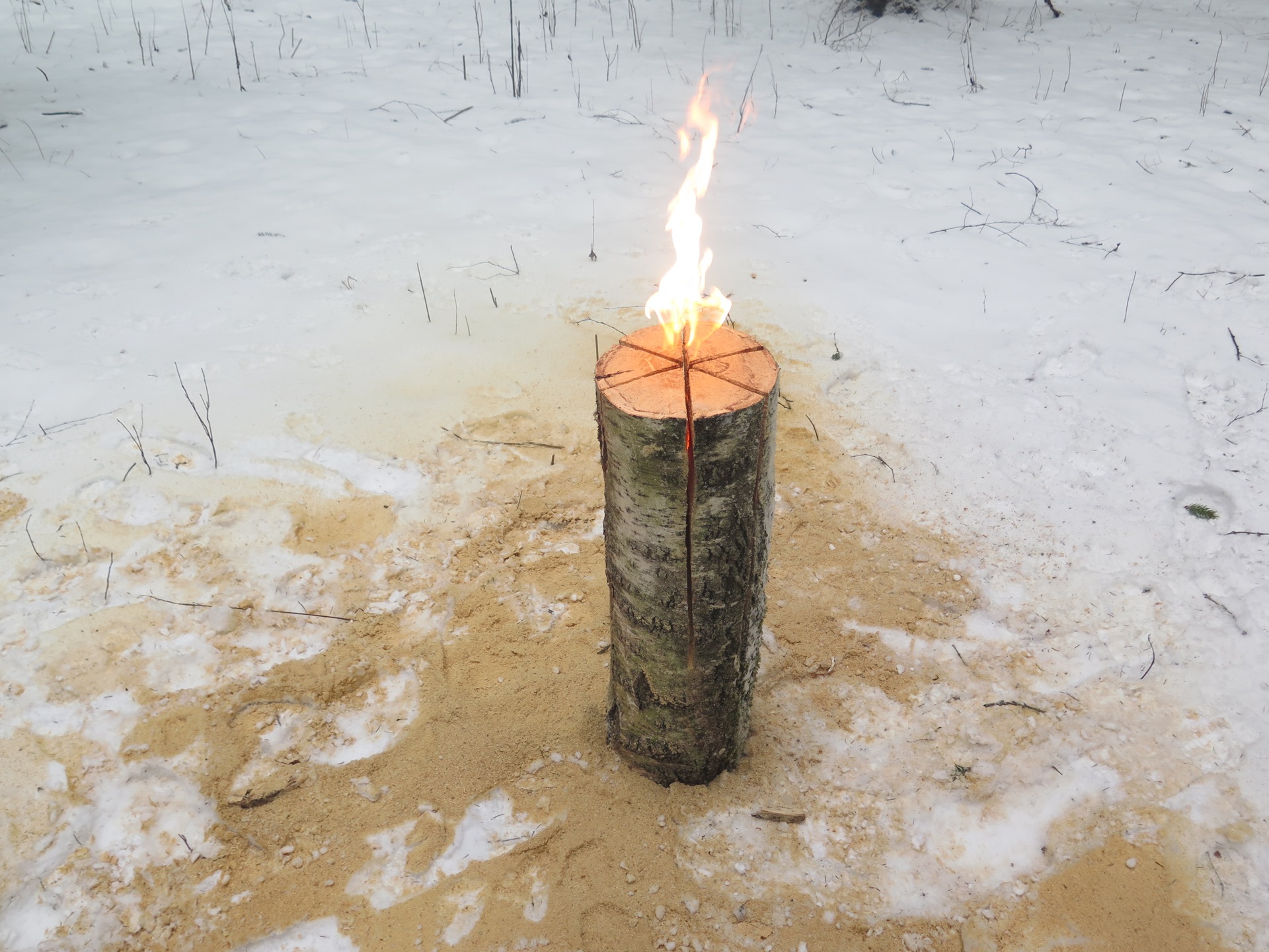Финская свеча береза