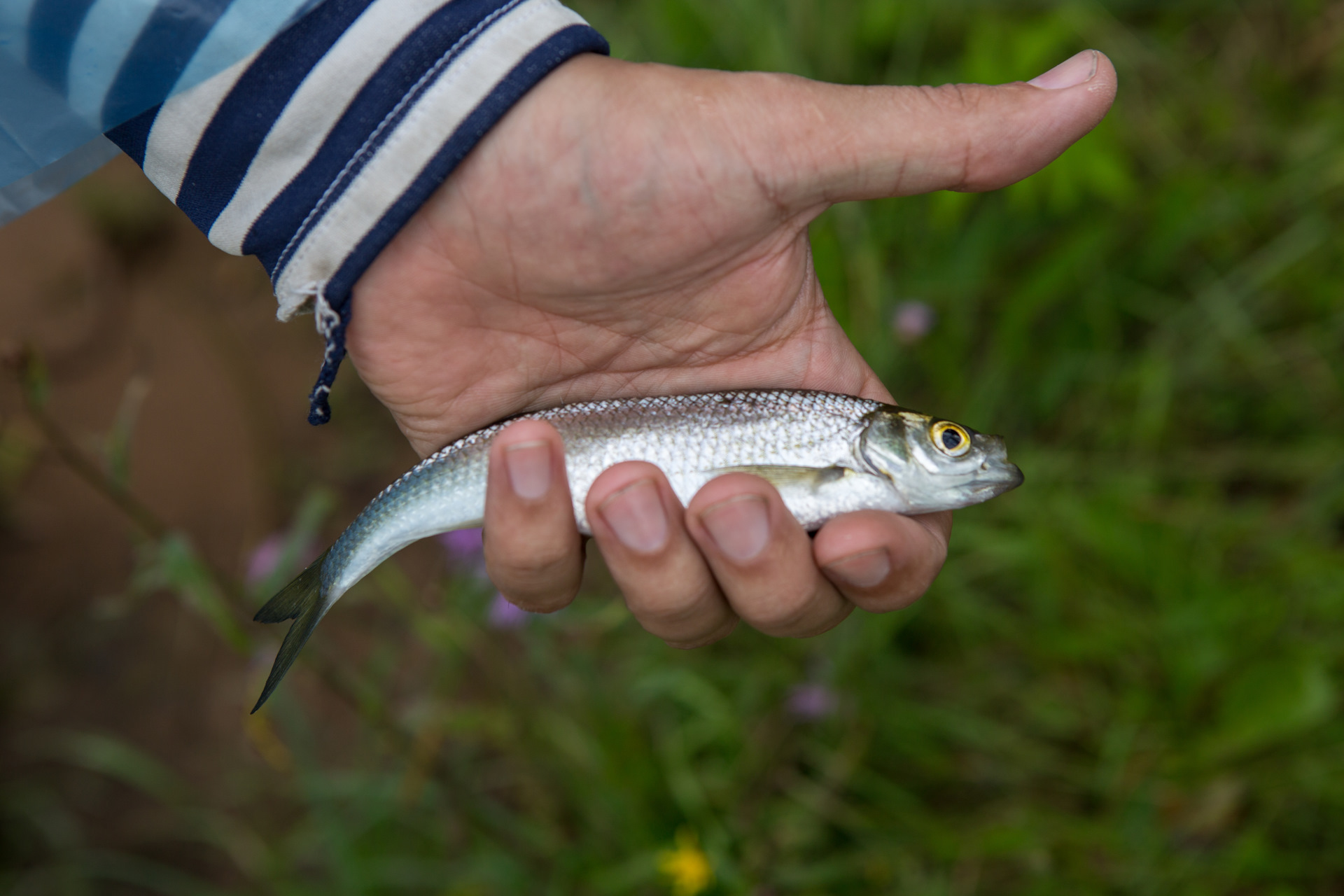 озернинское водохранилище русфишинг рыбалка форум. озернинское водохранилище русфишинг рыбалка форум. озерна водохранилище рыбалка. озернинское водохранилище рыбалка. озернинское водохранилище рыба.