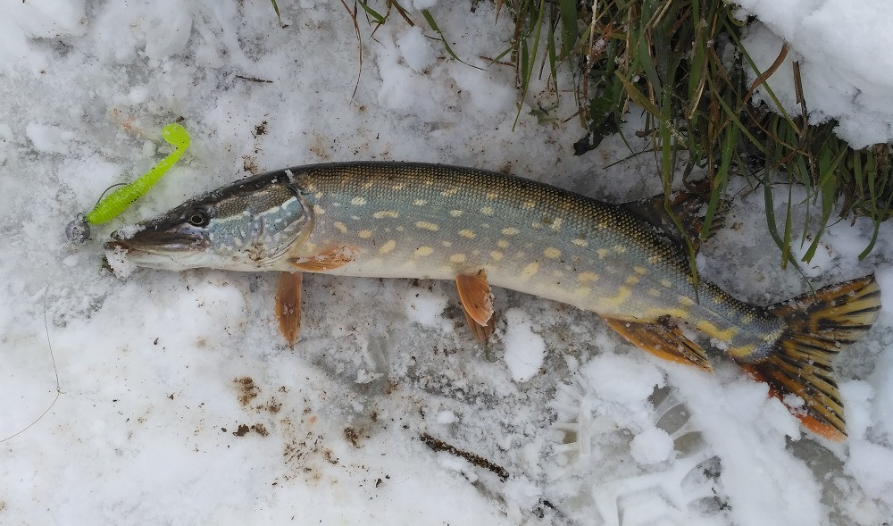 Зимнее видео щуки. Фото щуки зимой. Щука американская красноперая. Зимняя рыбалка на амуре не махалку. Большая щука на снегу.