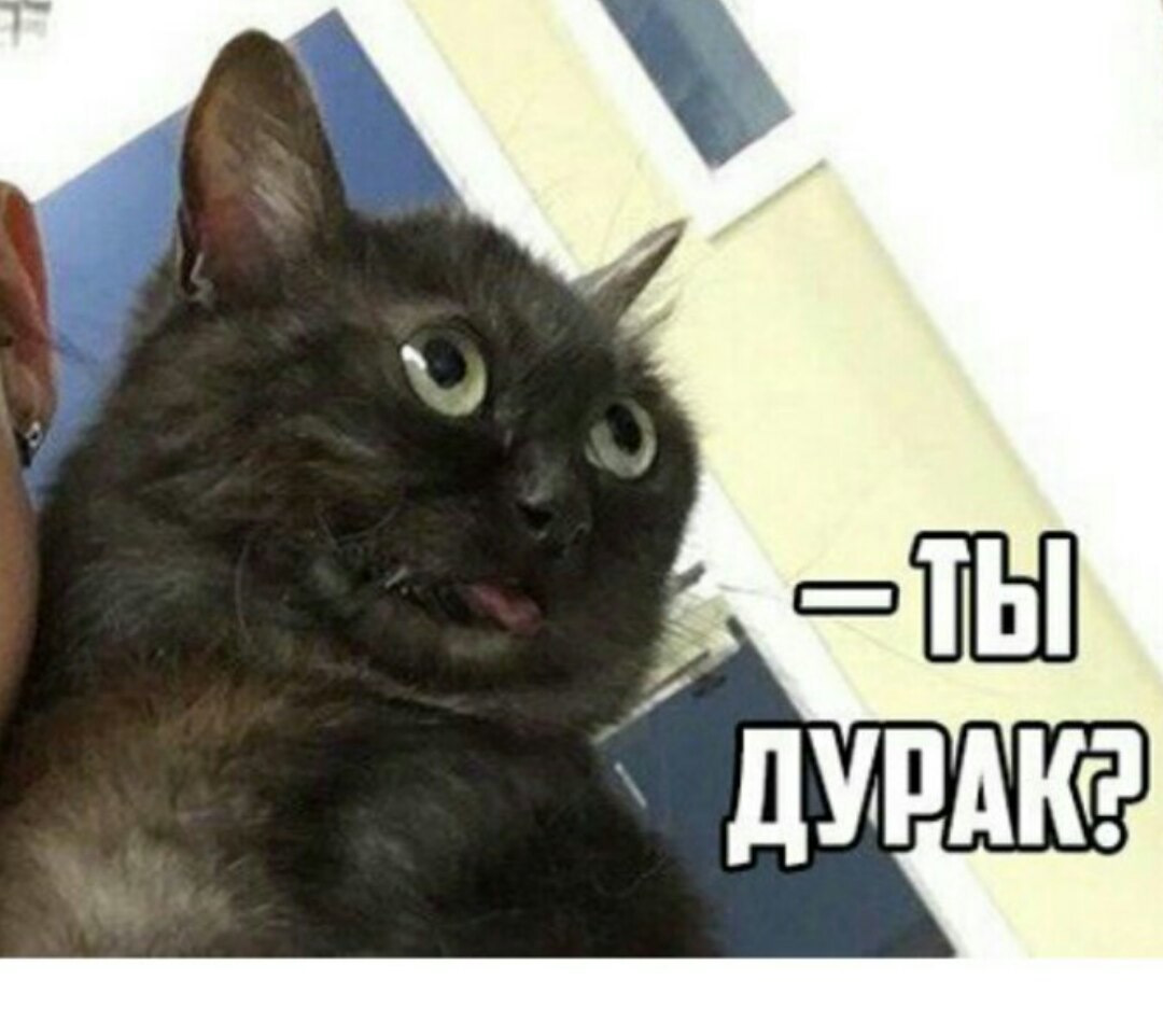 Мем с котом черным