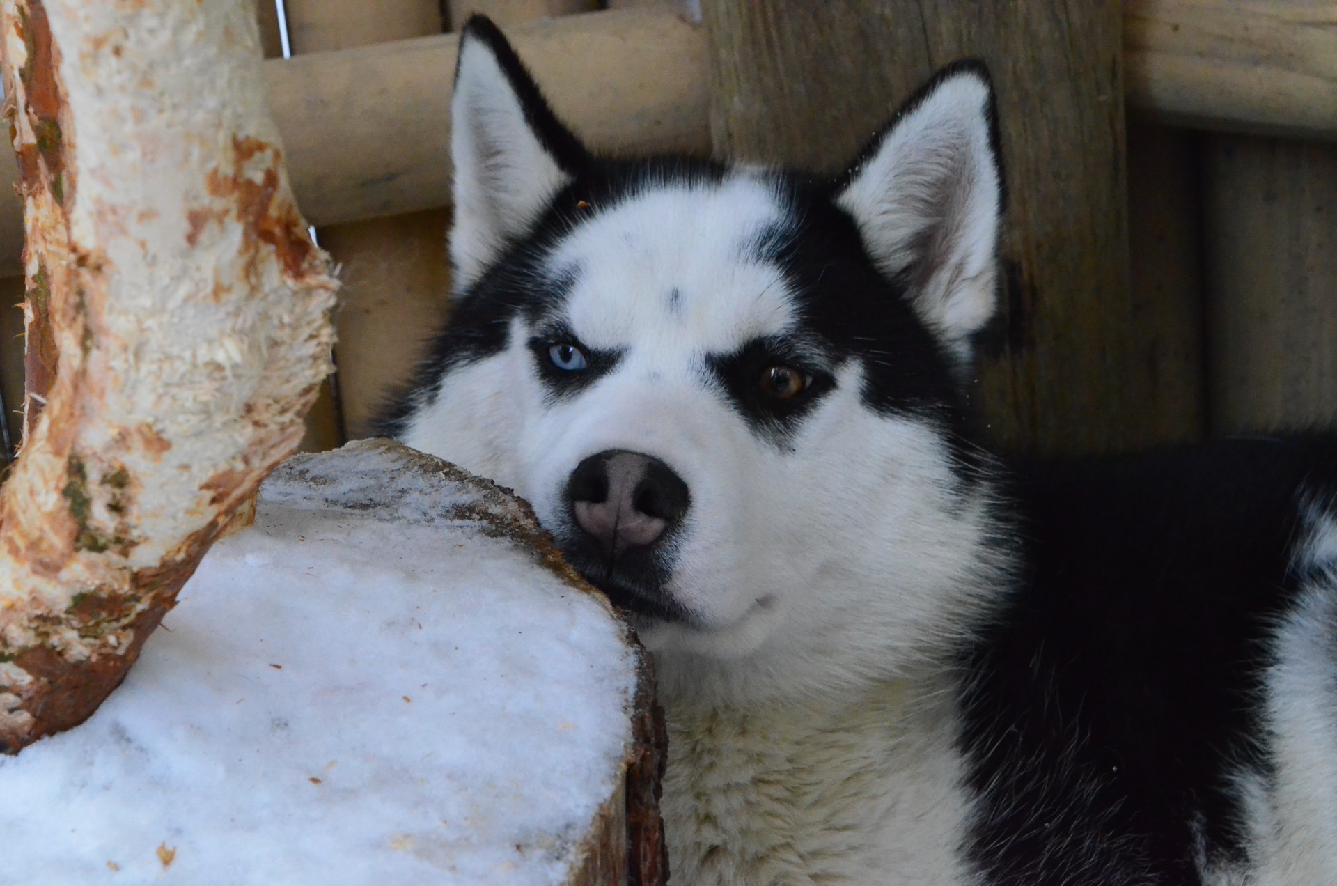Питание сибирский хаски. Хаски кушает. Хаски кушает. Еда для хаски. Хаски кушает корм.