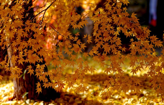 Грустное Осеннее Фото