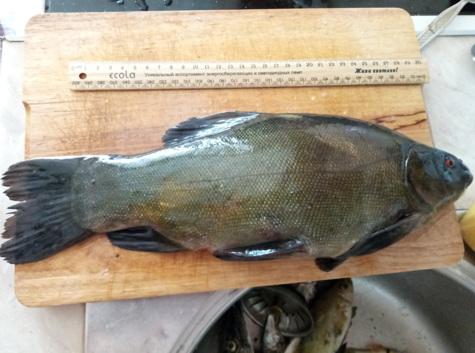 Небольшая вылазка на природу — Сообщество «Рыбаки DRIVE2» на DRIVE2