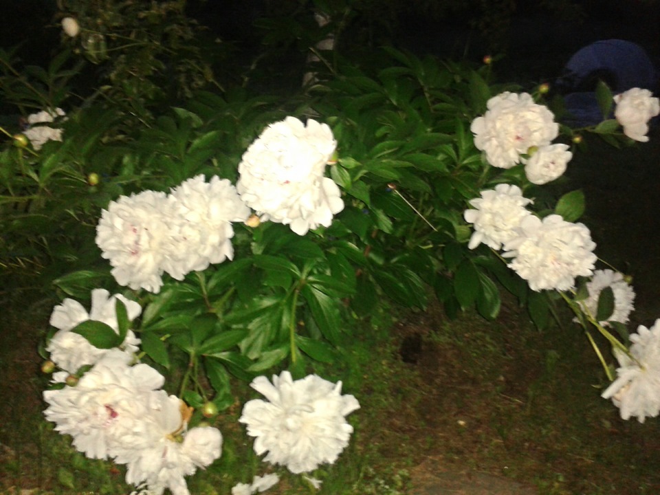 Вечером на даче — DRIVE2