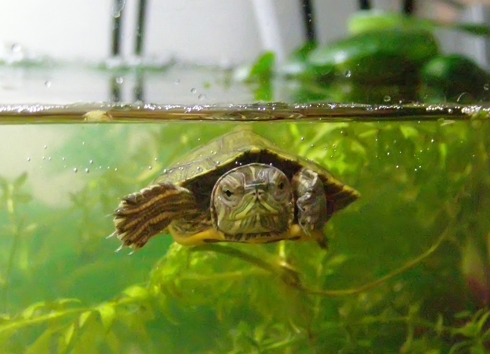 Водяная домашняя черепаха
