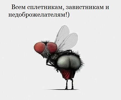 Скачай это бесплатное Фото на тему Муха мем и открой