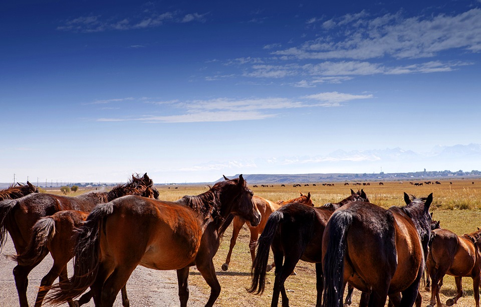 Фото в бортжурнале Infiniti QX70