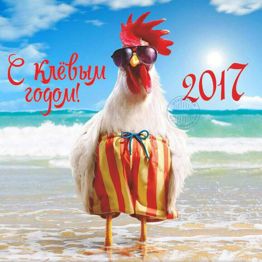 Champagne, Cowgirl? Chicken art, Chicken painting, Rooster art