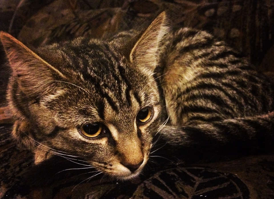 расположение свечей зажигания на субару