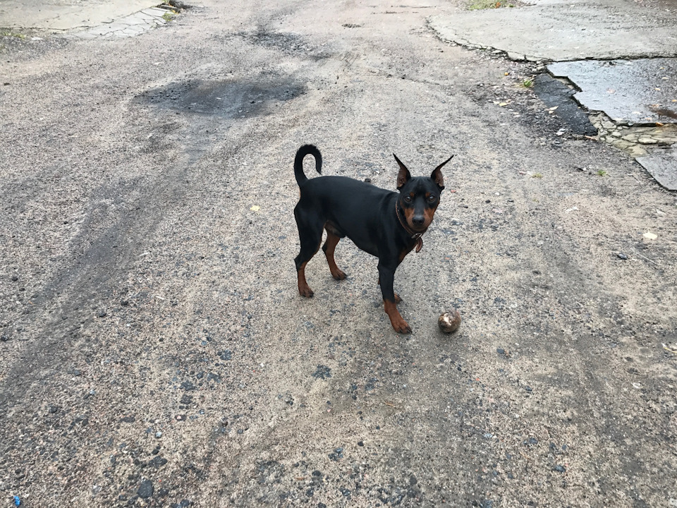 шел из гаража попался прикольный собакен — пытался навязаться в дружбаны)), с виду было понятно что у него все норм и проблем он не испытывает))) — Audi Allroad (C5)