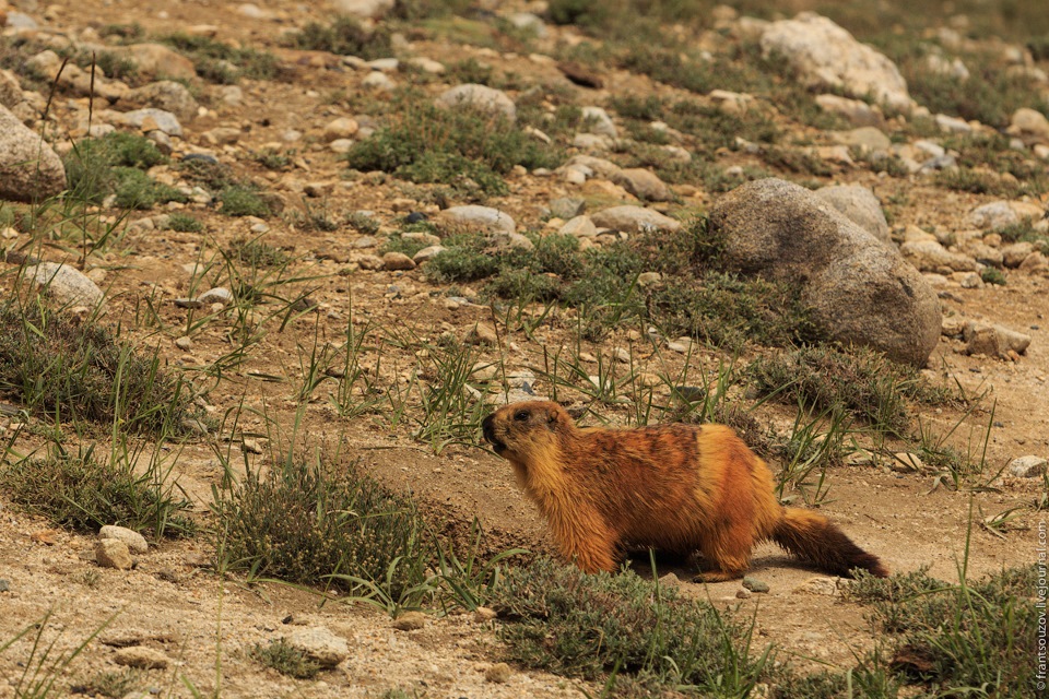 Фото в бортжурнале Land Rover Defender (L315/L316)