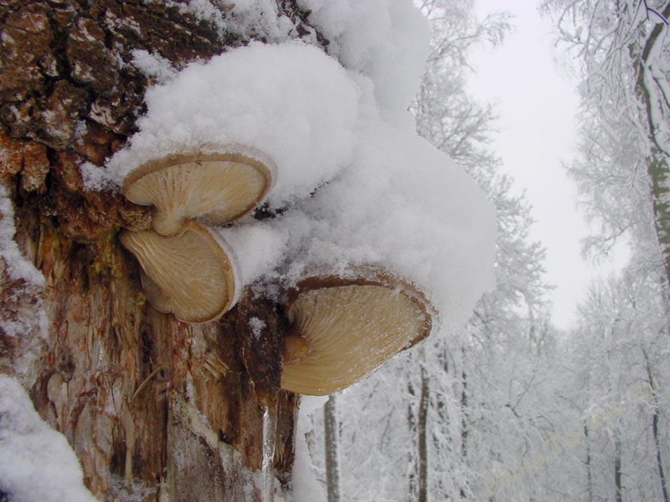 Какие грибы можно найти зимой