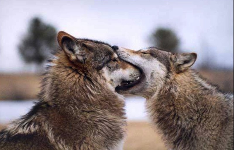 Épinglé par Magdapasek sur wolves Loup, Animaux