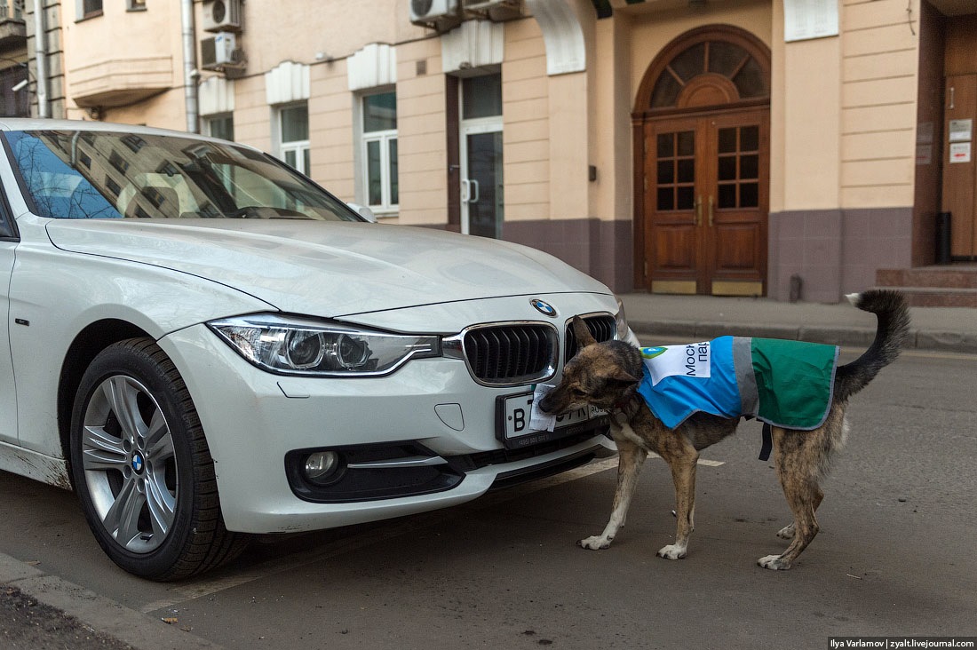 Собака запарковывает авто