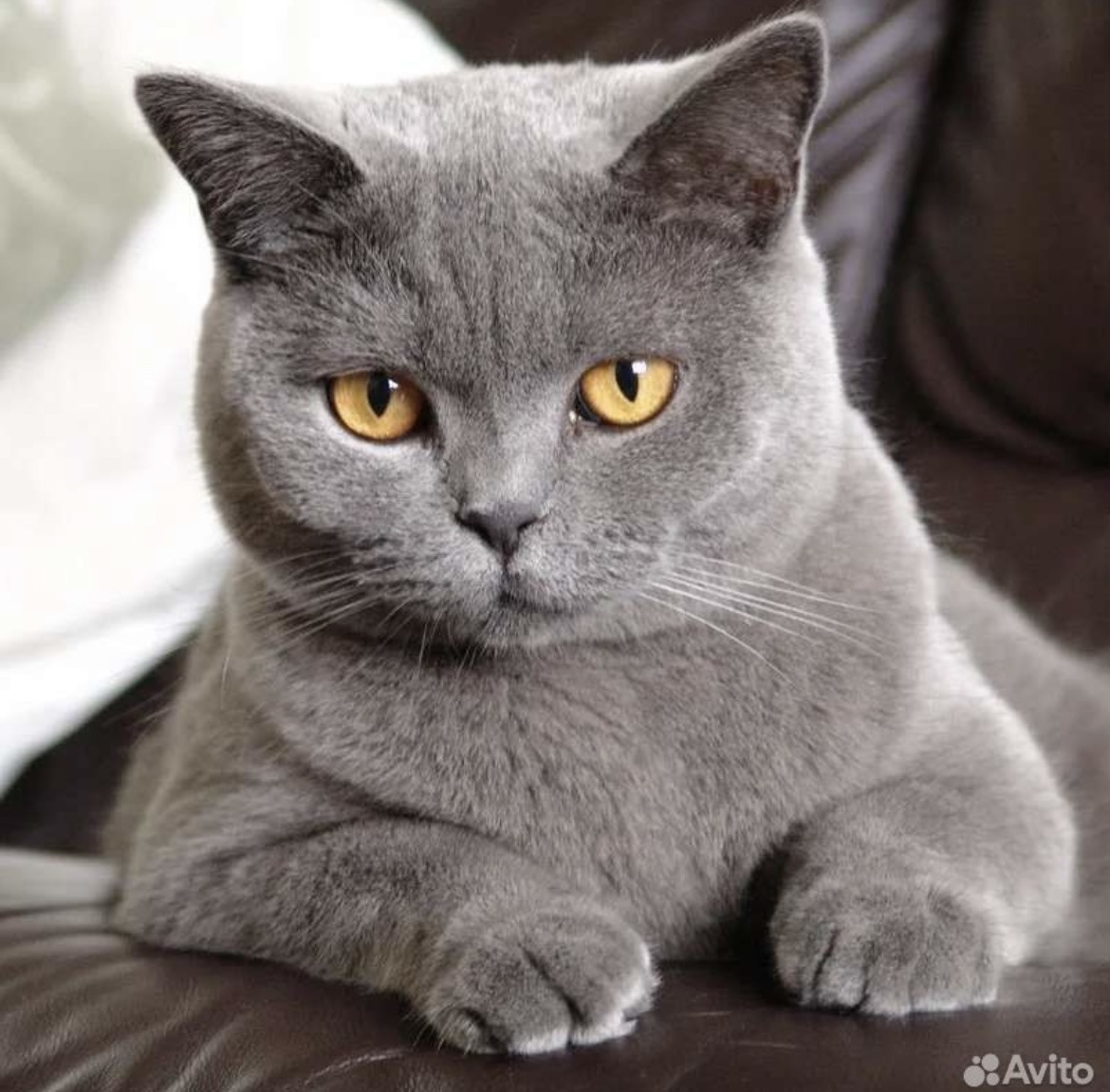 Породы кошек серая британская. Британская короткошёрстная кошка. Британская короткошёрстная кошка голубая. Британская кошка короткошерстная серая. Британский короткошерстный кот голубой.