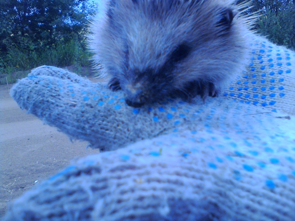 Замена пыльника шруса — KIA Spectra, 1,6 л, 2009 года | расходники | DRIVE2