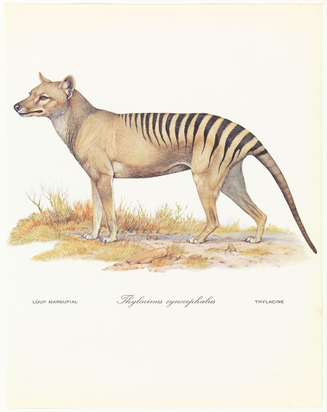 Thylacine. Тасманийский волк (тилацин). Вымерший волк сумчатый. Тилацин Тасманский сумчатый тигр. Сумчатый волк анатомия.