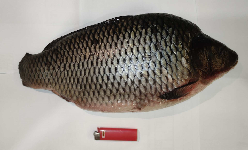 Домашние "посиделки" # 2 — 2024 год (карп для "ленивых") — Сообщество ...