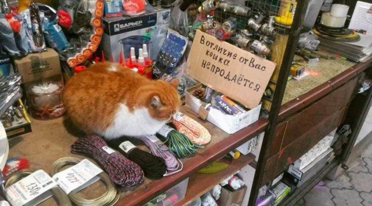 Магазин котик